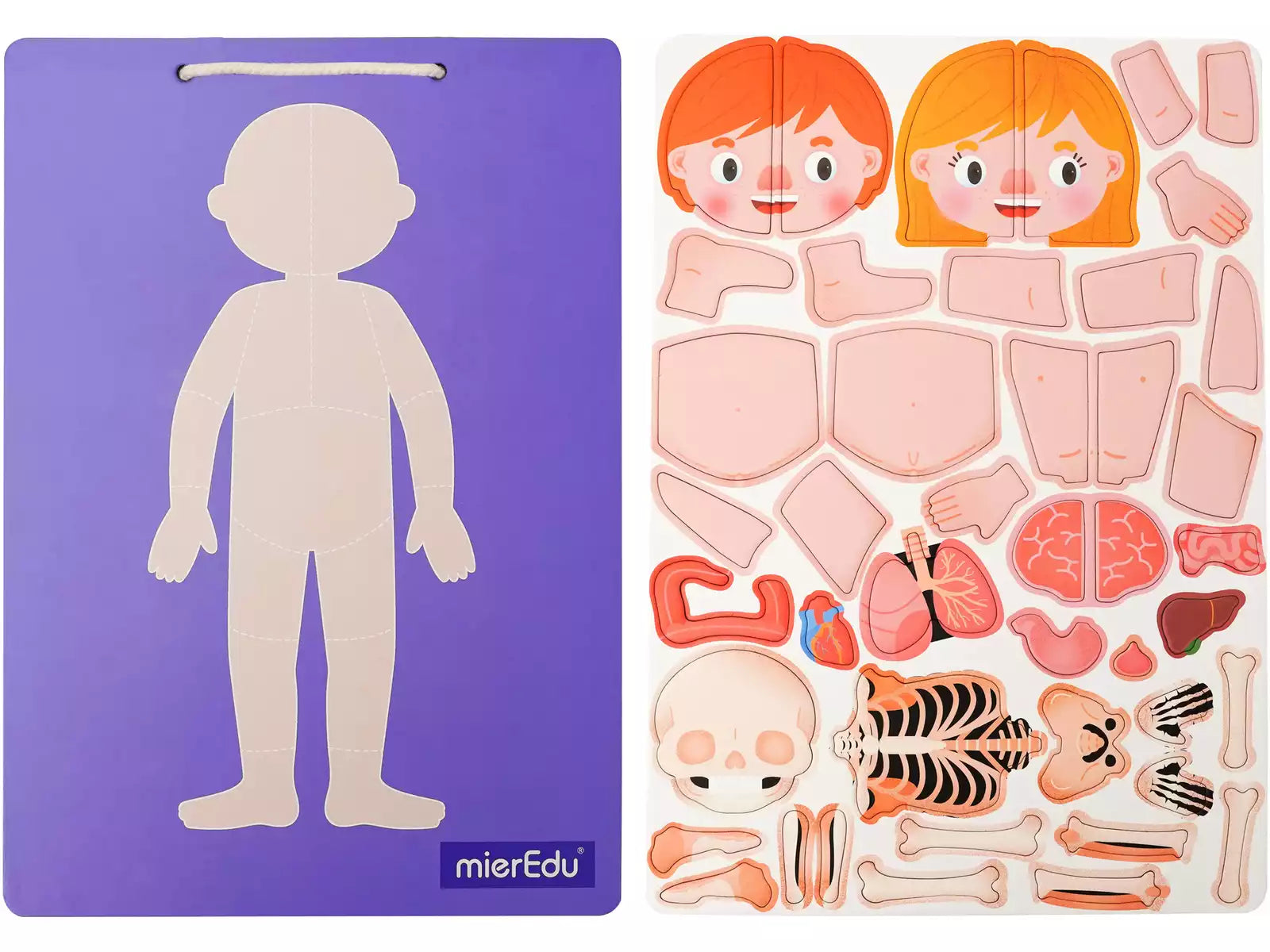 Maletín magnético - El cuerpo humano