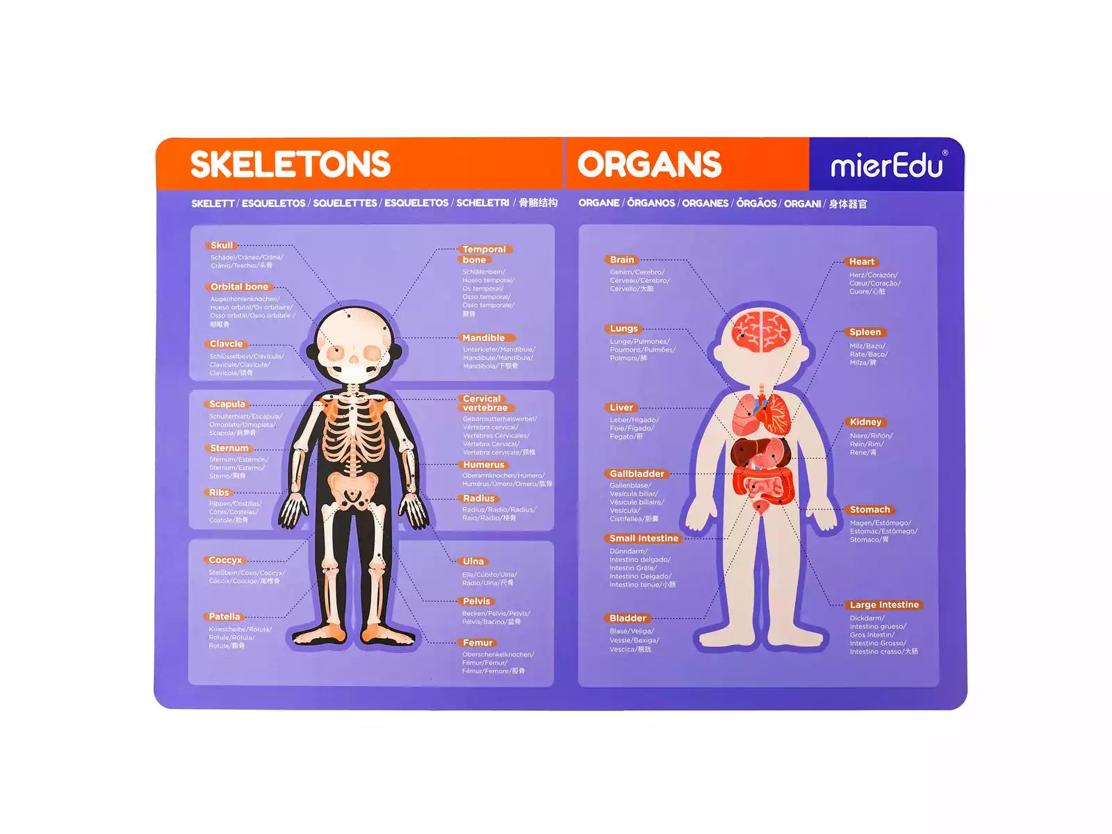 Maletín magnético - El cuerpo humano