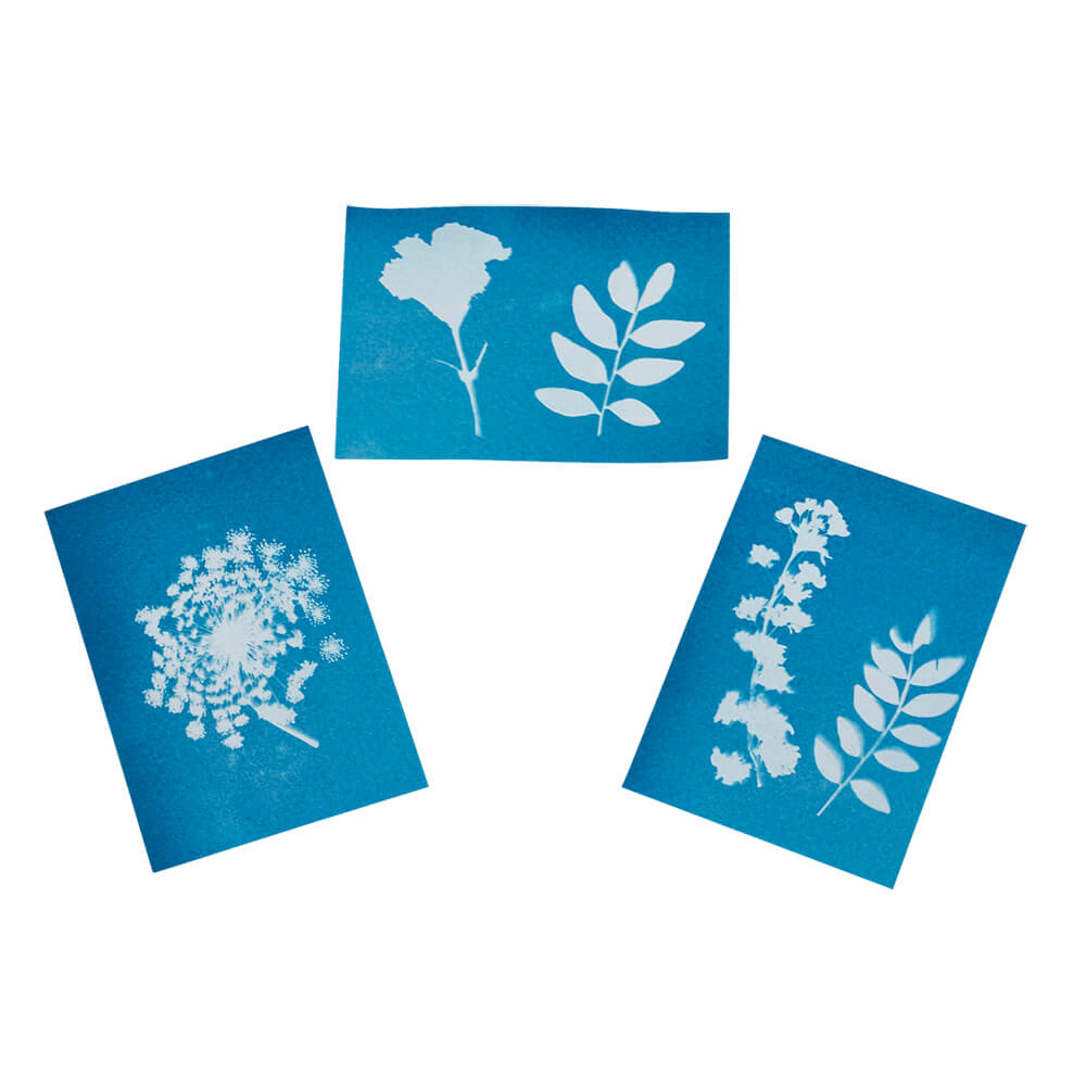 Prensa de hojas y flores - Impresión solar