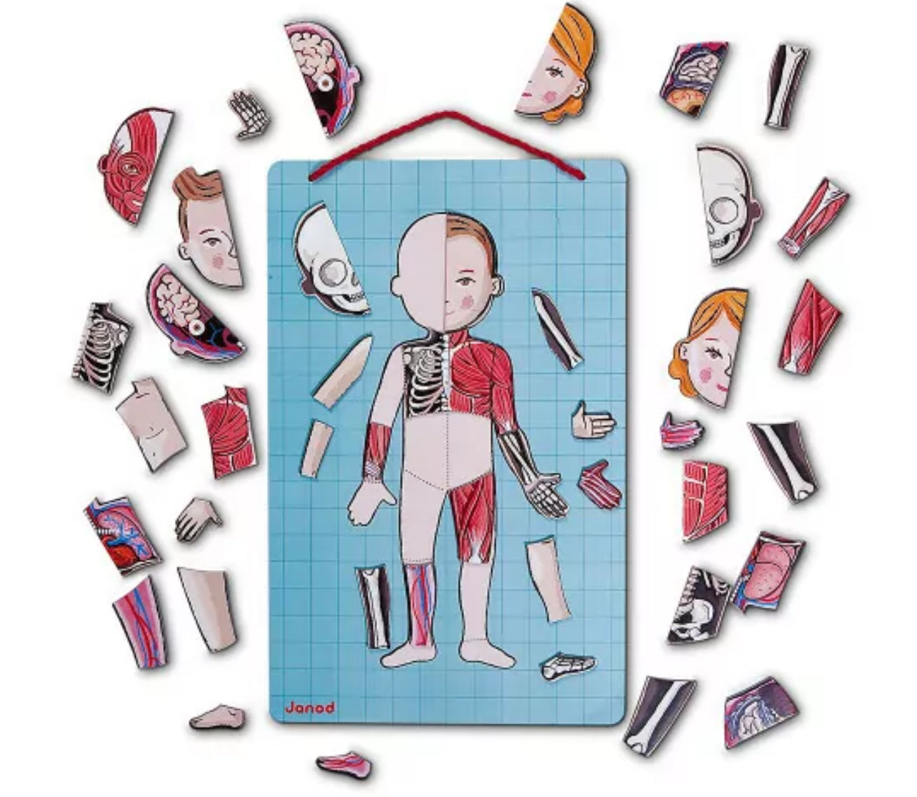 Puzzle Bodymagnet - Cuerpo Humano (12 idiomas)