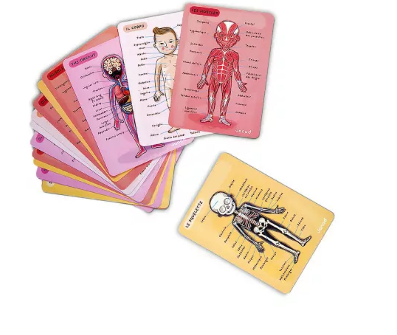 Puzzle Bodymagnet - Cuerpo Humano (12 idiomas)