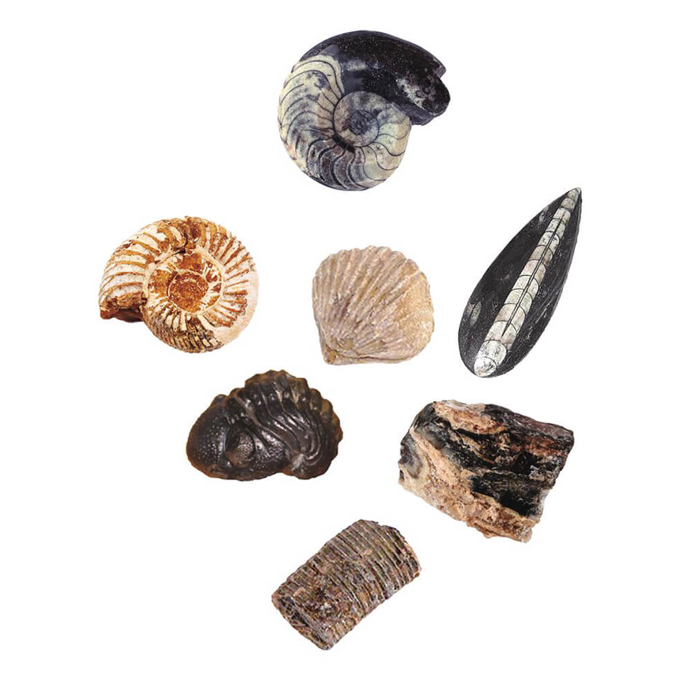 Set Excavación Fósiles