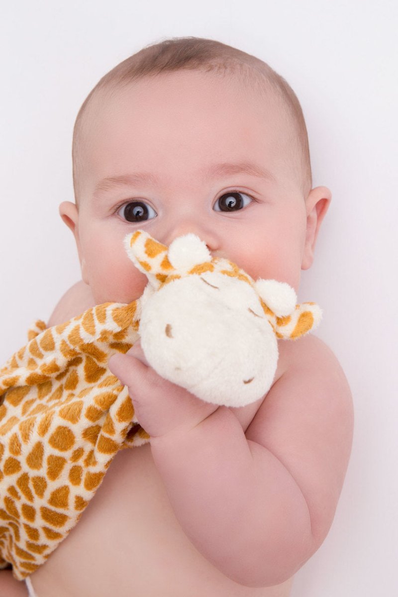 Jirafa - Casa de Fieras