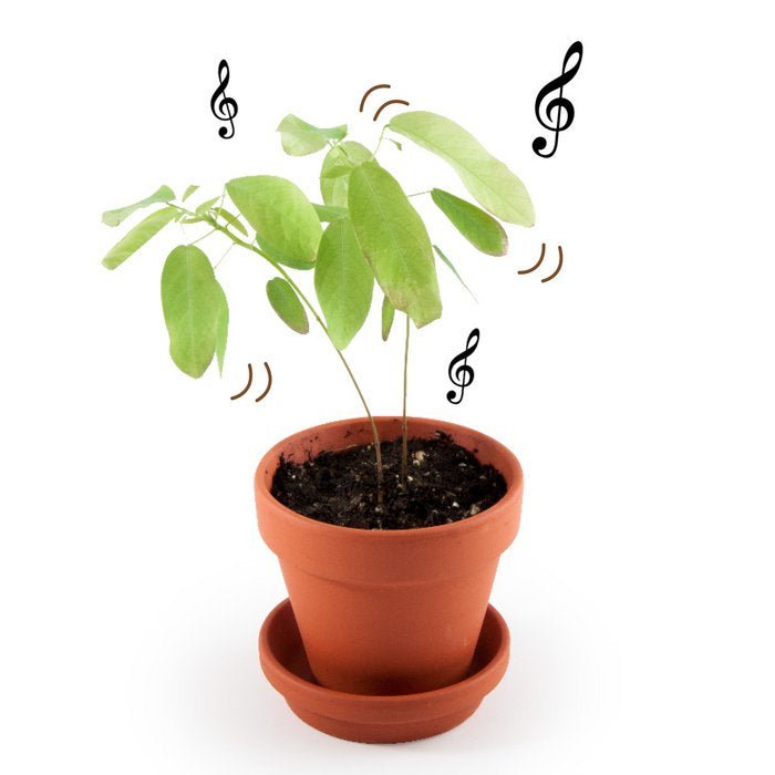 Planta que baila al son de la música - Casa de Fieras