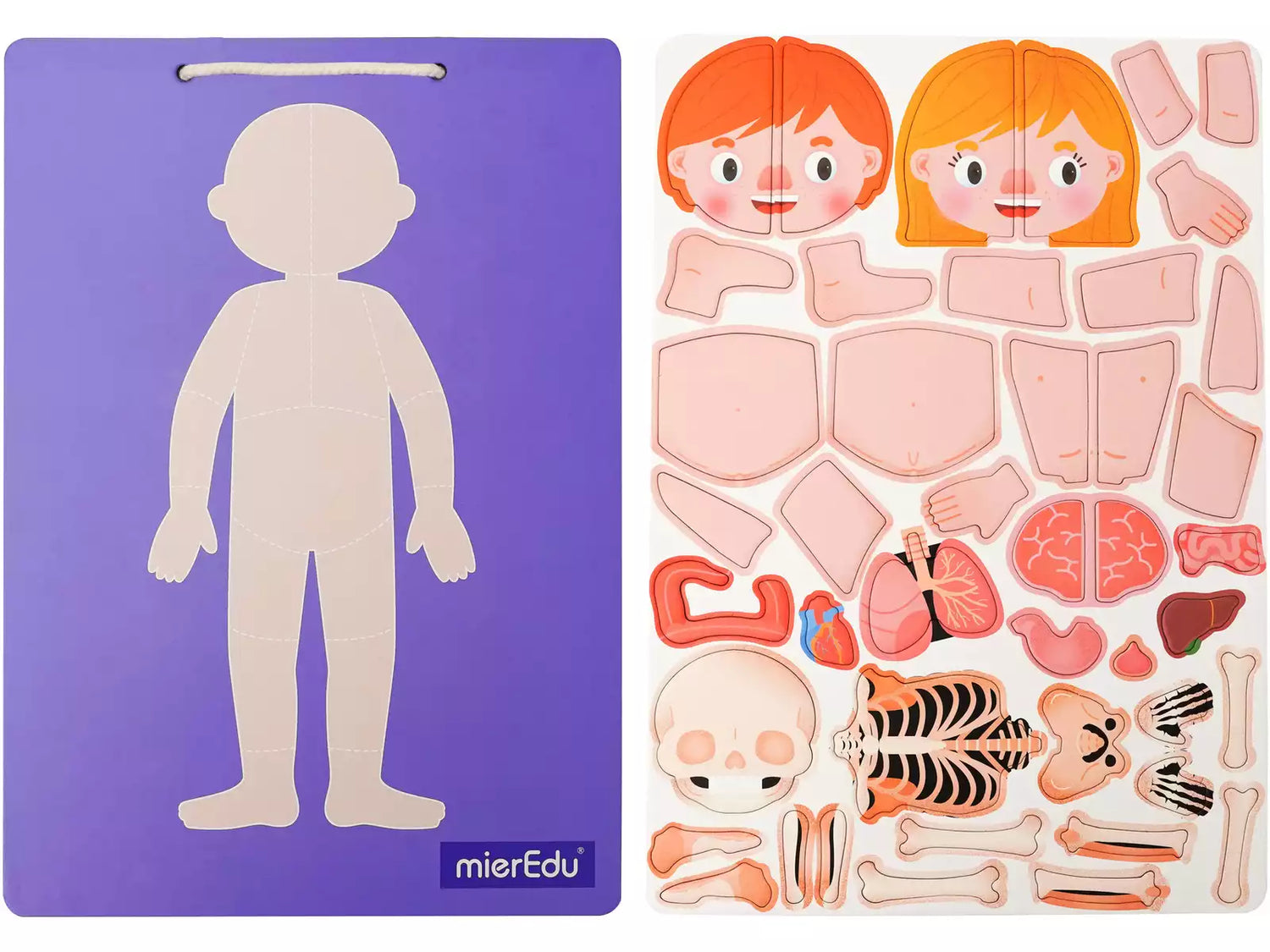 Maletín magnético - El cuerpo humano