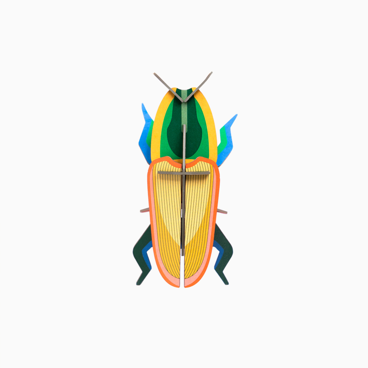 Escarabajo de Madagascar