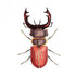 Insecto para montar - Mordicus - Casa de Fieras