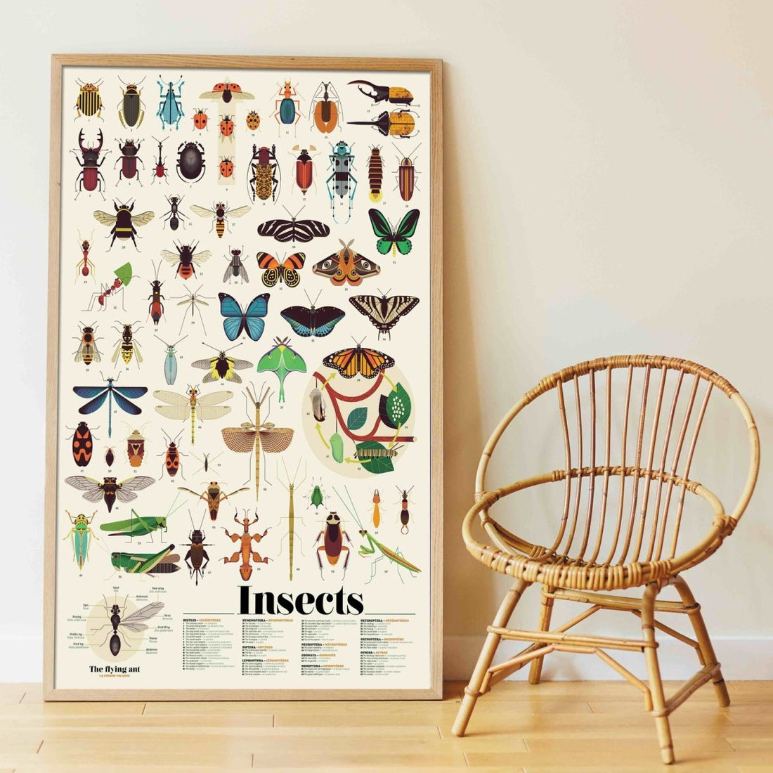 Poster XXL + 44 pegatinas - Insectos - Casa de Fieras